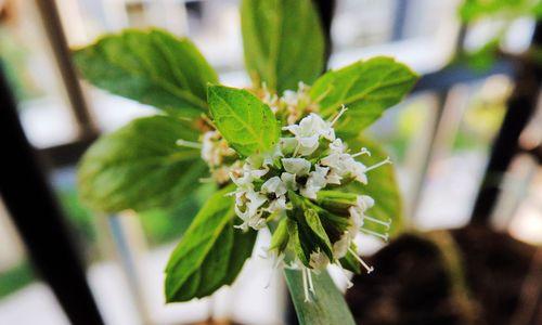 薄荷会开花吗?薄荷开花的样子是怎样的? 薄荷会开花吗?薄荷开花的样子是怎样的?