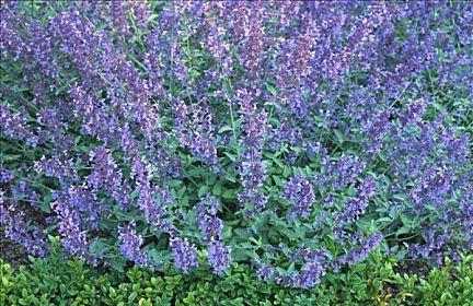 薄荷会开花吗?薄荷开花的样子是怎样的? 薄荷会开花吗?薄荷开花的样子是怎样的?