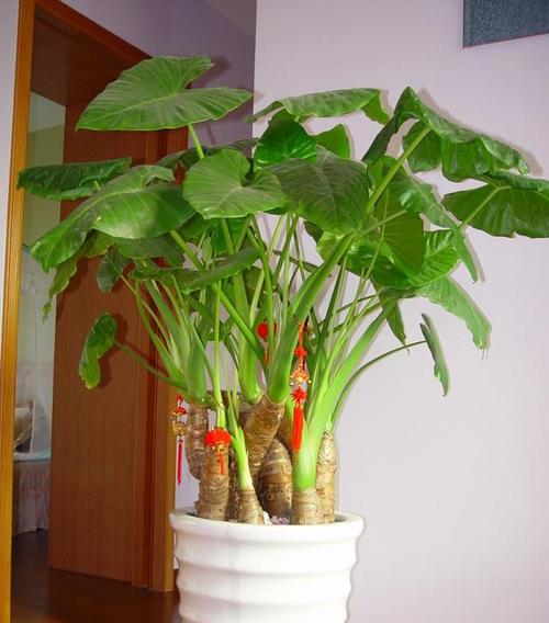 滴水观音菩萨（以滴水观音菩萨代表的慈悲与智慧之道）