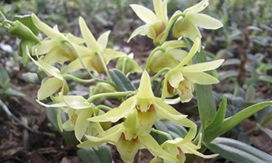 探秘石斛兰花的花语之美（花开似锦）