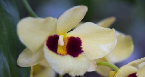 探秘石斛兰花的花语之美（花开似锦）