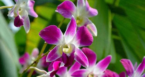 探秘石斛兰花的花语之美（花开似锦）