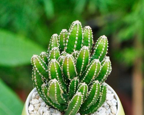 仙人掌与十二生肖-生肖之植物（用仙人掌解读生肖的奇妙联结）
