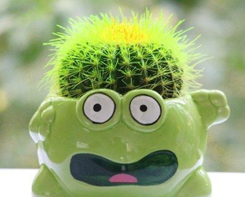 仙人掌与十二生肖-生肖之植物（用仙人掌解读生肖的奇妙联结）