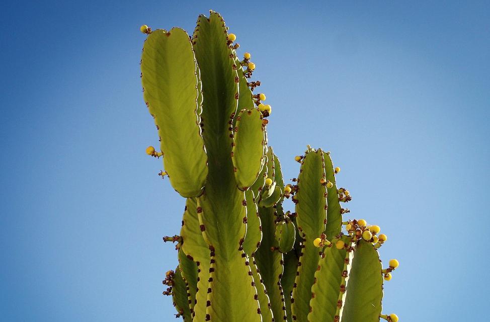 仙人掌与十二生肖-生肖之植物（用仙人掌解读生肖的奇妙联结）