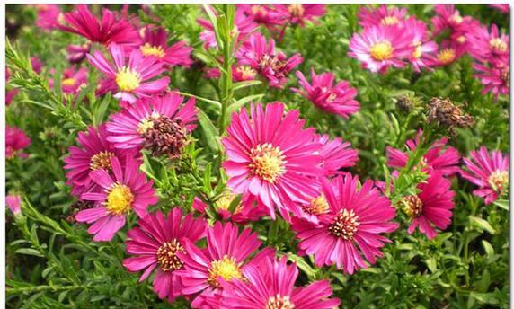 菊科植物有哪些特征？如何识别菊科代表植物？