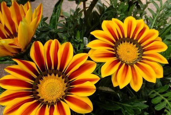 菊科植物有哪些特征？如何识别菊科代表植物？