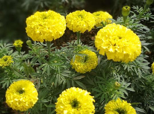 菊科植物有哪些特征？如何识别菊科代表植物？