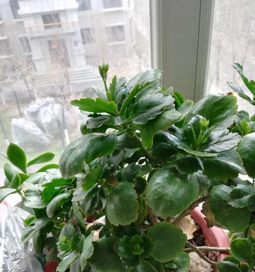 长寿之道（寻找长寿密码）