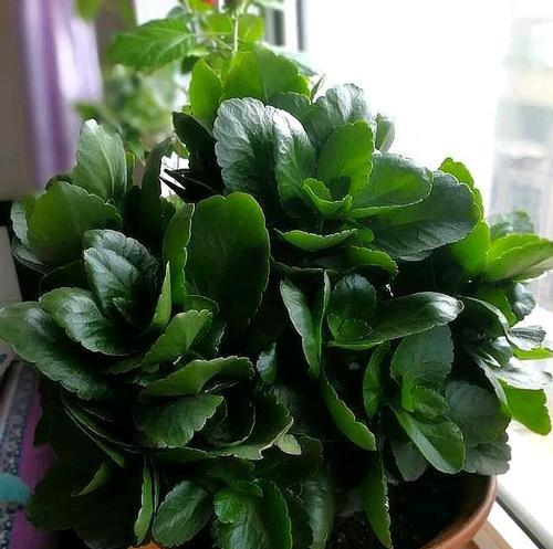 长寿之道（寻找长寿密码）