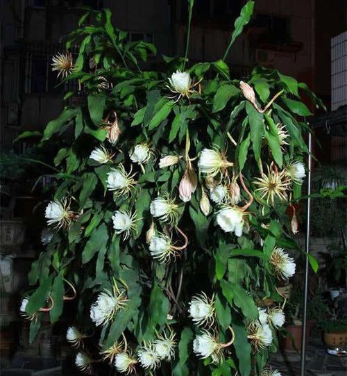 昙花象征生肖之谜（揭秘以昙花代表生肖的奥秘）