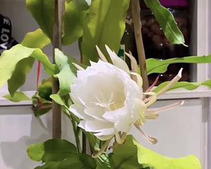 昙花象征生肖之谜（揭秘以昙花代表生肖的奥秘）