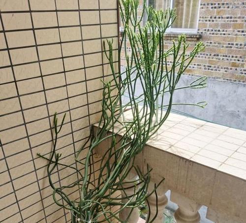 绿玉树繁殖方法有哪些？如何成功繁殖绿玉树？