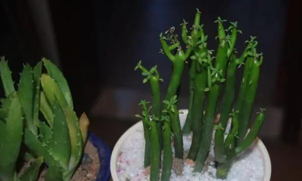 绿玉树繁殖方法有哪些？如何成功繁殖绿玉树？