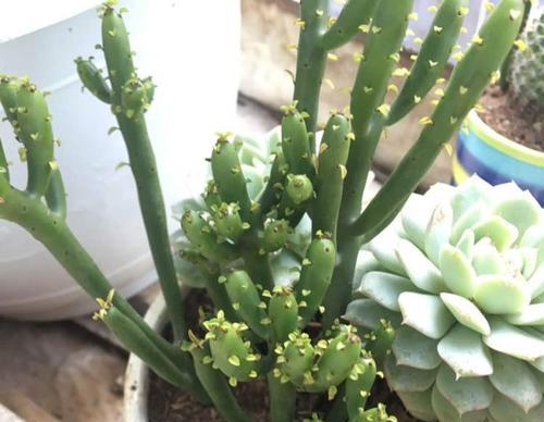 绿玉树繁殖方法有哪些？如何成功繁殖绿玉树？