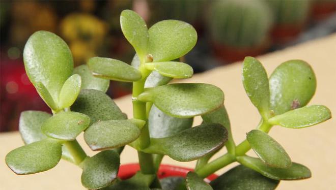 掌握养花爆盆的方法，让花开得更美（以花开爆盆）