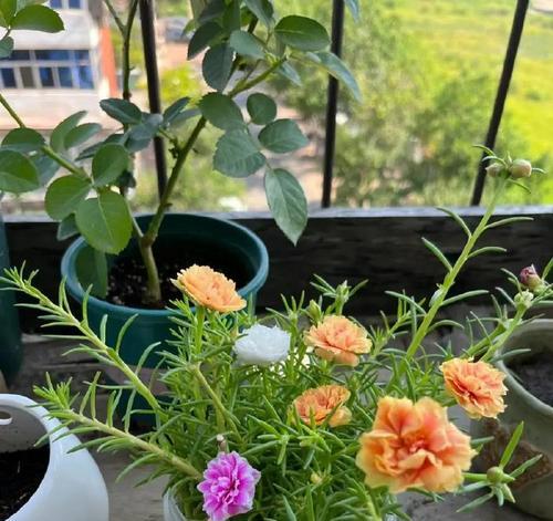 掌握养花爆盆的方法，让花开得更美（以花开爆盆）