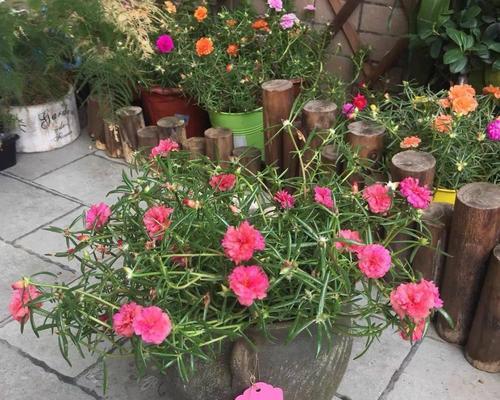 掌握养花爆盆的方法，让花开得更美（以花开爆盆）