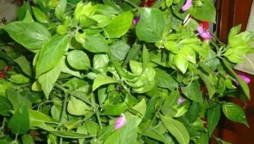 蓝草是什么样子的？蓝草的特征和生长环境有哪些？