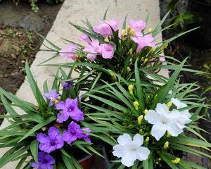 蓝草是什么样子的？蓝草的特征和生长环境有哪些？