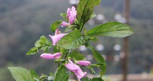 蓝草是什么样子的？蓝草的特征和生长环境有哪些？