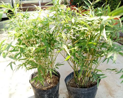 翠竹的象征意义与价值（翠竹之美）