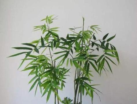 翠竹的象征意义与价值（翠竹之美）