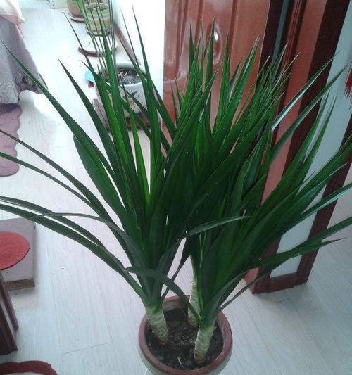 龙须兰修剪方法是什么？如何正确修剪龙须兰？