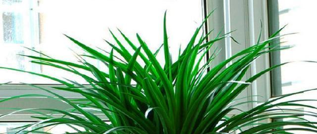 龙须兰修剪方法是什么？如何正确修剪龙须兰？