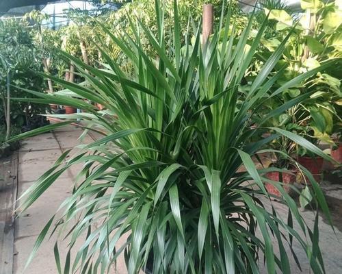 龙须兰修剪方法是什么？如何正确修剪龙须兰？