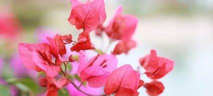 三角梅花语的深意（揭秘三角梅的花语传说）