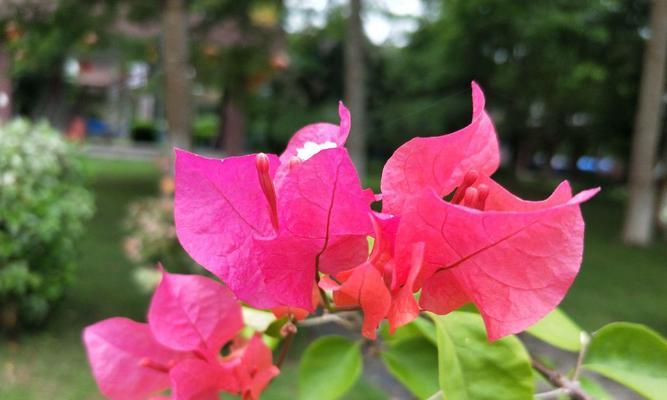 三角梅花语的深意（揭秘三角梅的花语传说）