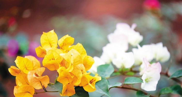 三角梅花语的深意（揭秘三角梅的花语传说）