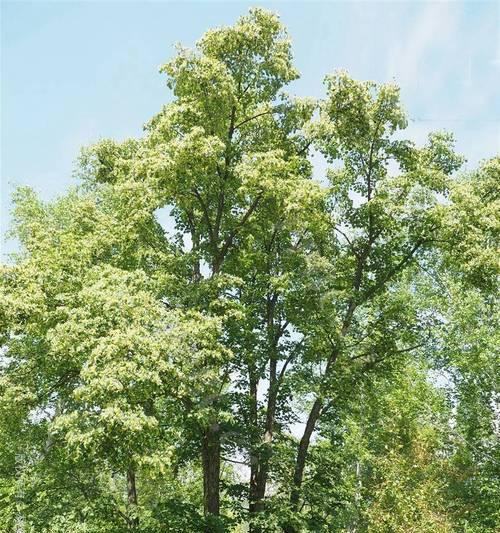 挡风的树有哪些种类？它们的挡风效果如何？