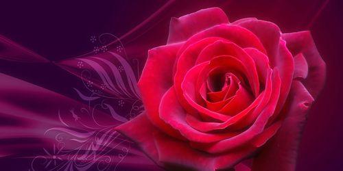 玫瑰花语的奥秘（传递爱意）