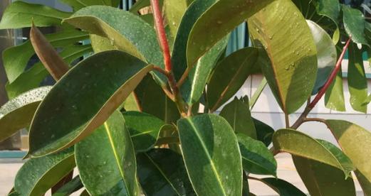 挡风的树有哪些种类？它们的挡风效果如何？