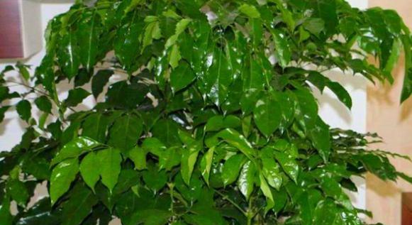 挡风的树有哪些种类？它们的挡风效果如何？