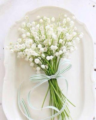 粉满天星和蓝满天星（两种满天星花语解读）