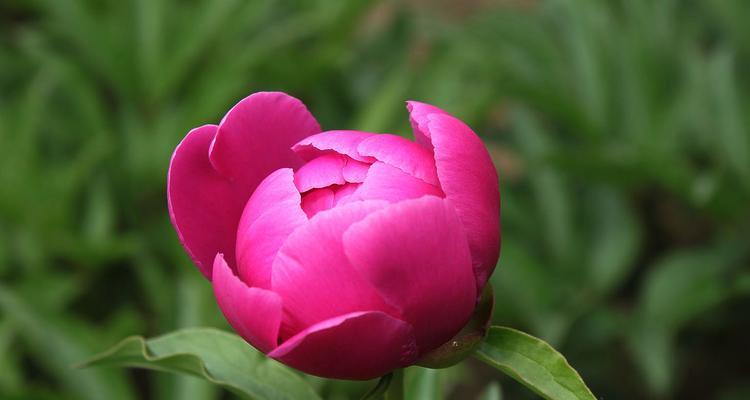 芍药是多年生植物吗？如何正确养护芍药？