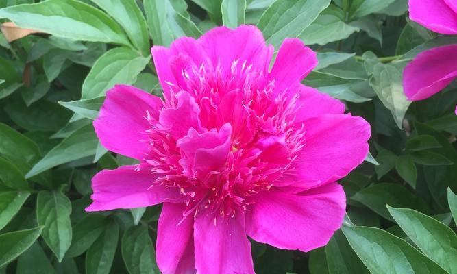 芍药是多年生植物吗？如何正确养护芍药？