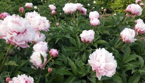 芍药是多年生植物吗？如何正确养护芍药？