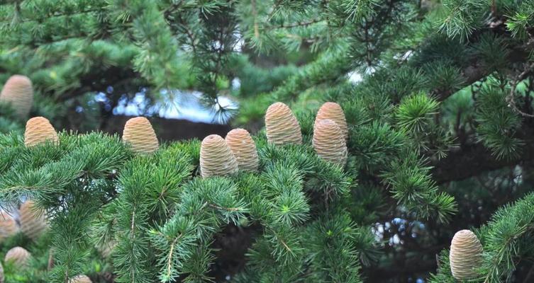 松柏象征哪个生肖？十二生肖中松柏的含义是什么？