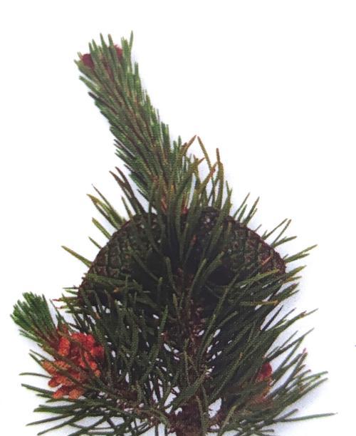 松柏象征哪个生肖？十二生肖中松柏的含义是什么？