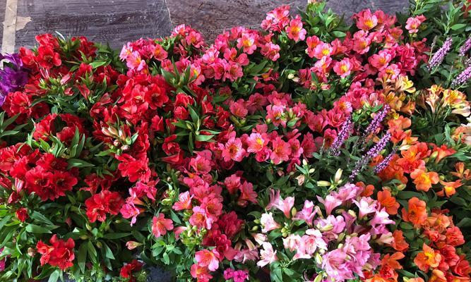 冬日花卉的花语与意义（探索冬天花卉背后的美丽寓意）