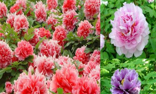 冬日花卉的花语与意义（探索冬天花卉背后的美丽寓意）