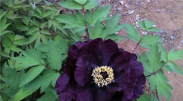 黑花生产量高吗？亩产量能达到多少？