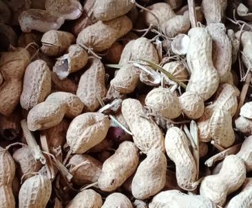 黑花生产量高吗？亩产量能达到多少？