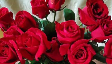 26朵玫瑰花语是什么？含义有哪些疑问解答？