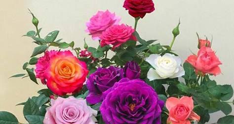 26朵玫瑰花语是什么？含义有哪些疑问解答？