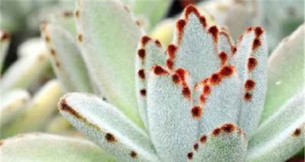 小兔子月季的优缺点是什么？如何克服其生长问题？